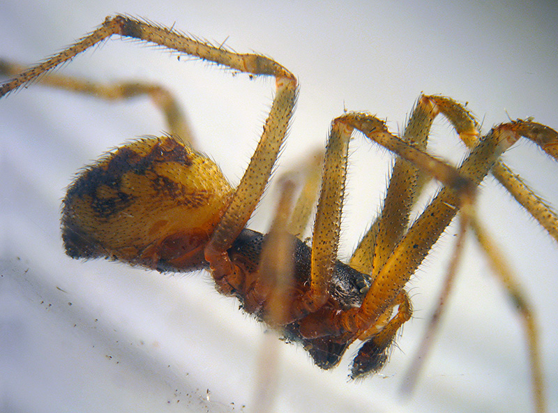 Steatoda triangulosa - Albizzate (VA)